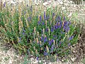 Lavandula latifolia (Tribù Lavanduleae)