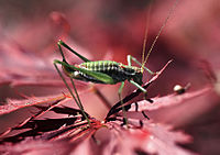 Leptophyes albovittata, fêmea