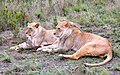 Löwenpärchen in Botlierskop Game Reserve in Südafrika