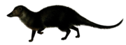 Drawing of black mongoose