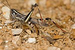 Macrotona australis laying eggs