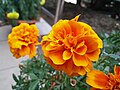 Marigold flower