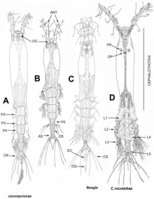 General Body plan and diversity of Monstrilloids
