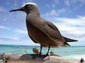 Noddi Brun sur Bird Island, Seychelles.