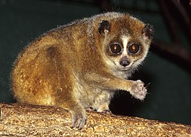 Малый лори (Xanthonycticebus pygmaeus)