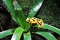 Panamanian golden frog