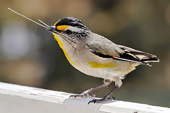 Striated Pardalote