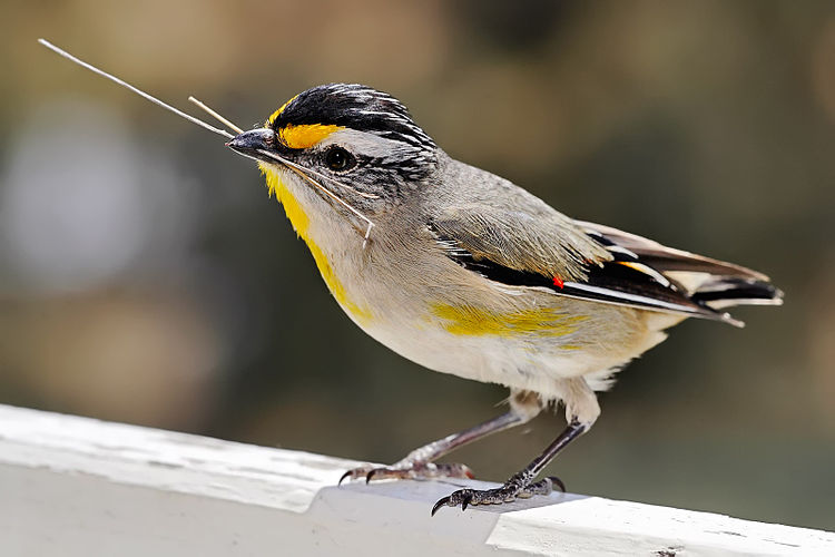 Пестроголовый пардалот (Pardalotus striatus)