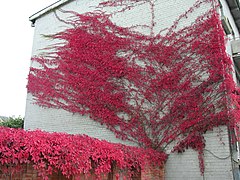 Trailing from fence to an apartment block