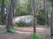 Large stone in a pine forest