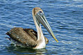 பழுப்பு கூழைக்கடா Pelecanus occidentalis