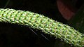 Infrutescence de Piper arboreum (détail)