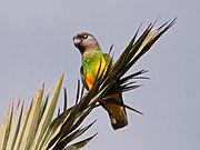 A parrot with a yellow underbelly, green upper chest and grey head
