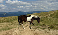 A horse atop the Krasna mountain range in Ukraine's Zakarpattia Oblast