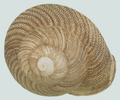 Concha de Polydontes lima (Ferussac, 1821)[6], em vista superior.