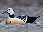 Eider de Steller