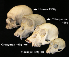 Quatre crânes sont exposés de trois-quart, du plus gros au plus petit : celui de l'humain, du chimpanzé, de l'orang-outan et du macaque