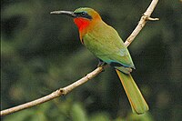 Red-throated Bee-eater