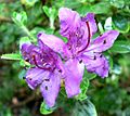 Rhododendron saluenense