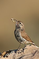 Un troglodyte des rochers, un insecte au bec.