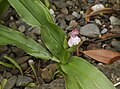 Roscoea scillifolia (Gagnep.) Cowley