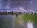 Baby paradise fish just hatched, gathered under the surface of a bubble nest