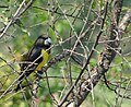 Spot-winged grosbeak