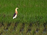 In paddyfield habitat, Sulawesi