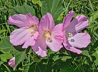 H. moscheutos rose