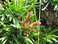 Trifolium alpinum en bouton