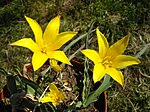 Tulipa altaica