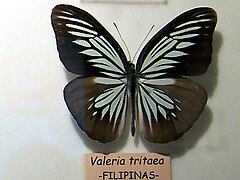 草青粉蝶 Pareronia tritaea