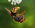 Hornet holding a bee torso