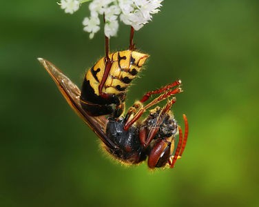 Hornet with honeybee corpse, by Richard Bartz