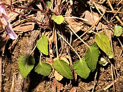 葉は厚く光沢があり、基部は切形になる。