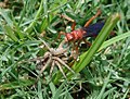 Tachypompilus ferrugineus, also known as the rusty spider wasp, hunting in Texas, United States