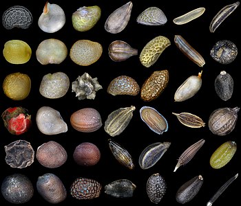 Seeds of various plants, by Alexander Klepnev