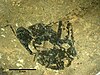 Archimyrmex wedmannae fossil