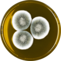 Aspergillus gorakhpurensis growing on MEAOX plate