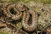 Vipère péliade (Vipera berus)