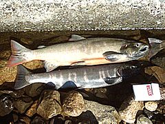 Truite biwa (Oncorhynchus rhodurus)