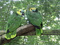 Loro frentiazul (Amazona aestiva).