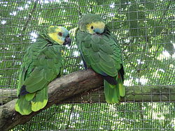 A pair of Blue-fronted Amazons