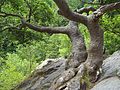 "Bonsai-Buche" auf einem Felsblock im Bodetal bei Treseburg