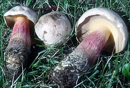 Deux bolets couchés, encadrant un autre jeune.Le chapeau est blanc grisâtre.