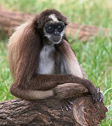 Brown and white monkey