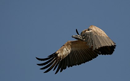 Abutre-do-cabo (Gyps coprotheres) em voo sobre a Reserva Natural Rinoceronte e Leão, Berço da Humanidade, província de Gauteng, África do Sul. (definição 2 117 × 1 332)