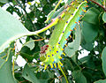 Caterpillar of the emperor gum moth.
