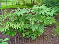 Mature clump of plant