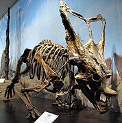 Chasmosaurus found in Dinosaur Provincial Park on display
